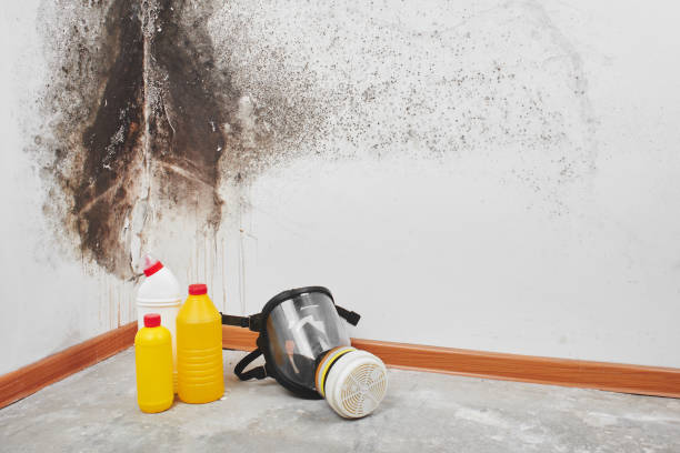 Best Home Mold Removal  in Yorkville, NY