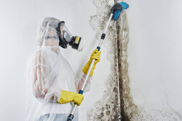 Best Emergency Mold Removal  in Yorkville, NY