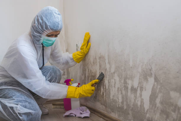 Best Attic Mold Removal  in Yorkville, NY