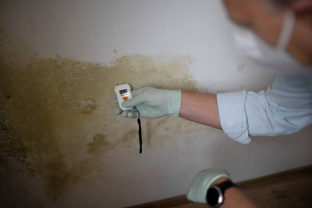 Best Affordable Mold Removal  in Yorkville, NY