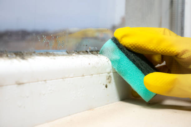 Best Local Mold Removal Service  in Yorkville, NY