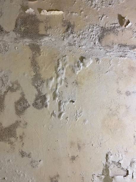 Best Black Mold Removal  in Yorkville, NY