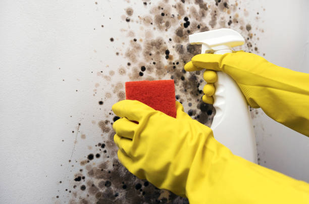 Best Certified Mold Removal  in Yorkville, NY