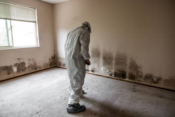 Best Toxic Mold Removal  in Yorkville, NY