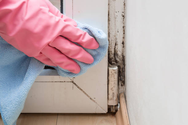 Best Mold Damage Repair  in Yorkville, NY