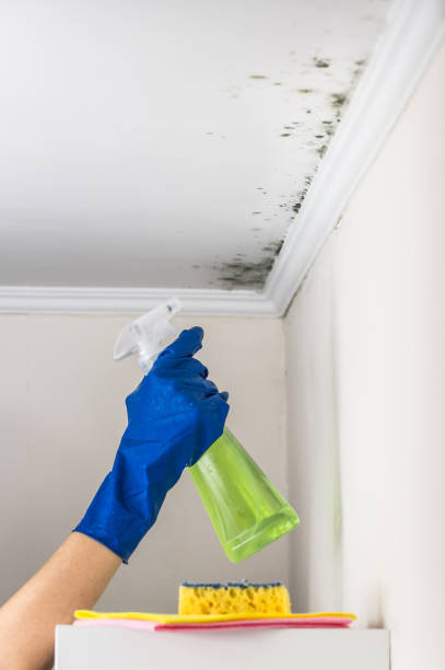 Best Commercial Mold Removal  in Yorkville, NY