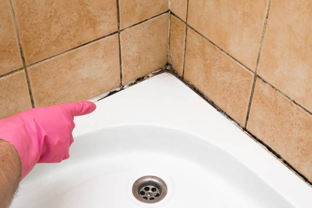 Best Fast Mold Removal  in Yorkville, NY
